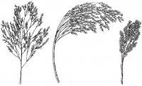 Sell Panicum Miliaceum Extract Plant Extract, Herb Medicine, Herb Extract, Saponin, Pigment