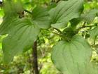 smilax riparia extract