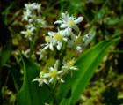 tritillaria maximowiczii extract