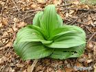 Sell Veratrum Nigrum Extract