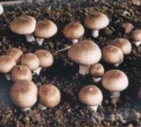 agaricus blazei murrill p e