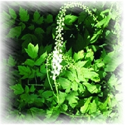 Black Cohosh P E