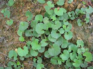 centella asiatica p e