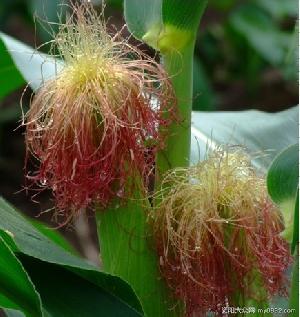 corn stigma p e