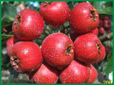 Hawthorn Fruit Extract