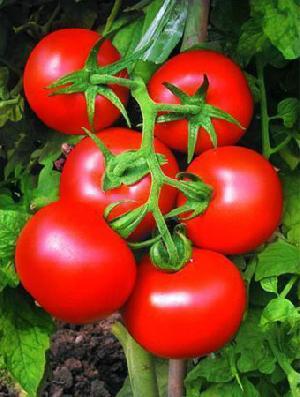 lycopene extract