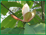magnolia cortex extract powder
