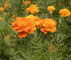 marigold p e