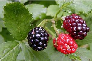 Mulberry Fruit P E