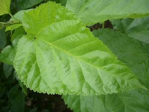 mulberry leaf extract