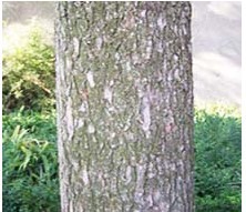 Pine Bark Extract