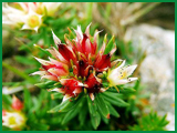 rhodiola rosea p e