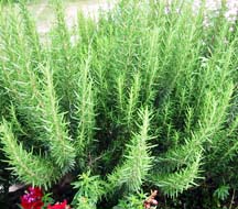 rosemary extract