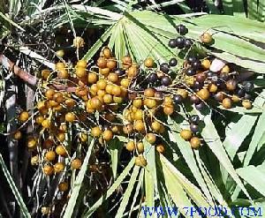 Saw Palmetto Fruit Extract