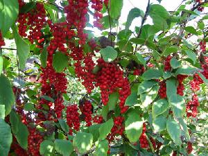 Schisandra Chinensis P E