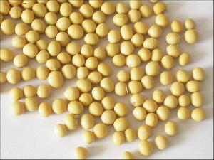 Soybean P E-all Natural Plant Extract Powder