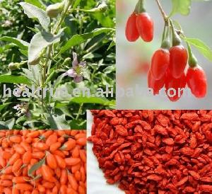 Wolfberry Extract