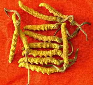 Cordyceps P E