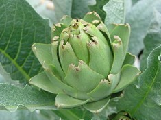 Artichoke Leaf P E