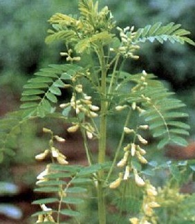 Astragalus Polysaccharide