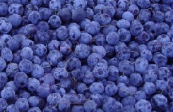 blueberry anthocyanin