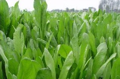 chicory extract