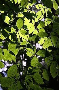 Chlorophylls Natural Edible Pigment Extracted From Clover