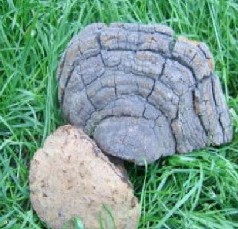 phellinus fungus p e