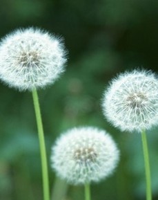 Dandelion Plant Extract