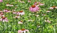 Echinacea Purpurea Extract