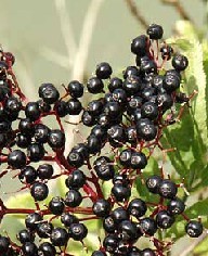 elderberry extract