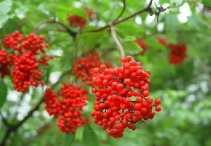 Elderberry Powder