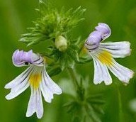 Eyebright Plant Extract