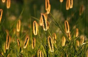 Field Horsetail