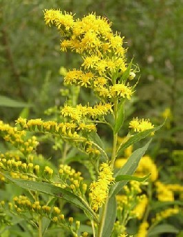 golden rod extract