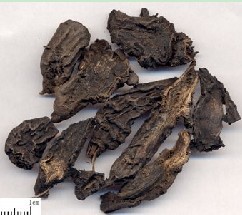 kusnezoff monkshood root extract