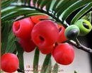 lingonberry