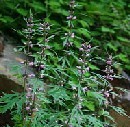 motherwort herb extract