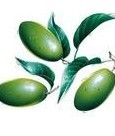 Oleuropein Olive Leaf P E P E