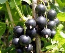 ribes nigrum currant anthocyanin