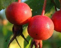 rose hip powder