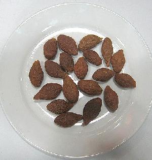 Scaphium Seed Extract