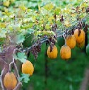 Snakegourd Fruit Extract