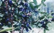 sweetberry anthocyanin