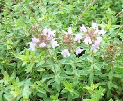 thymus mongolicus