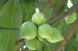 Garcinia Cambogia P E
