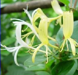 Honeysuckle Extract