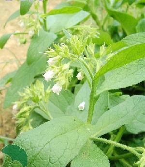 Lithospermum Extract