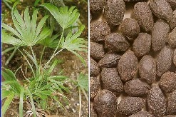 Serenoa Repens Extract