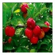 acerola cherryp e vc 17 25